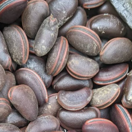 Calabar bean