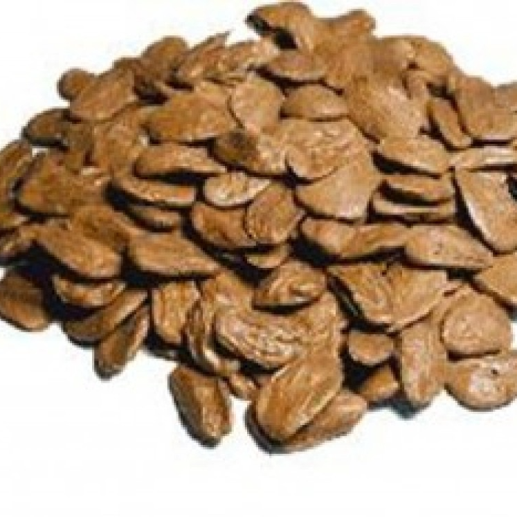 Picralima Nitida seeds