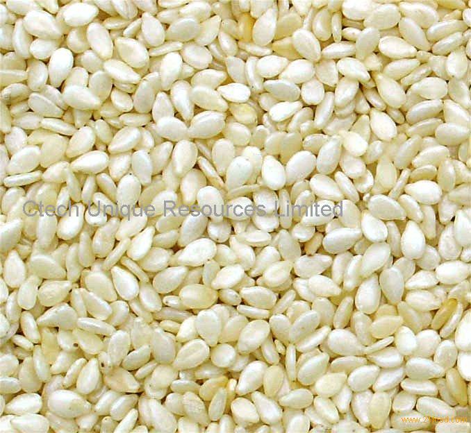 Sesame seed