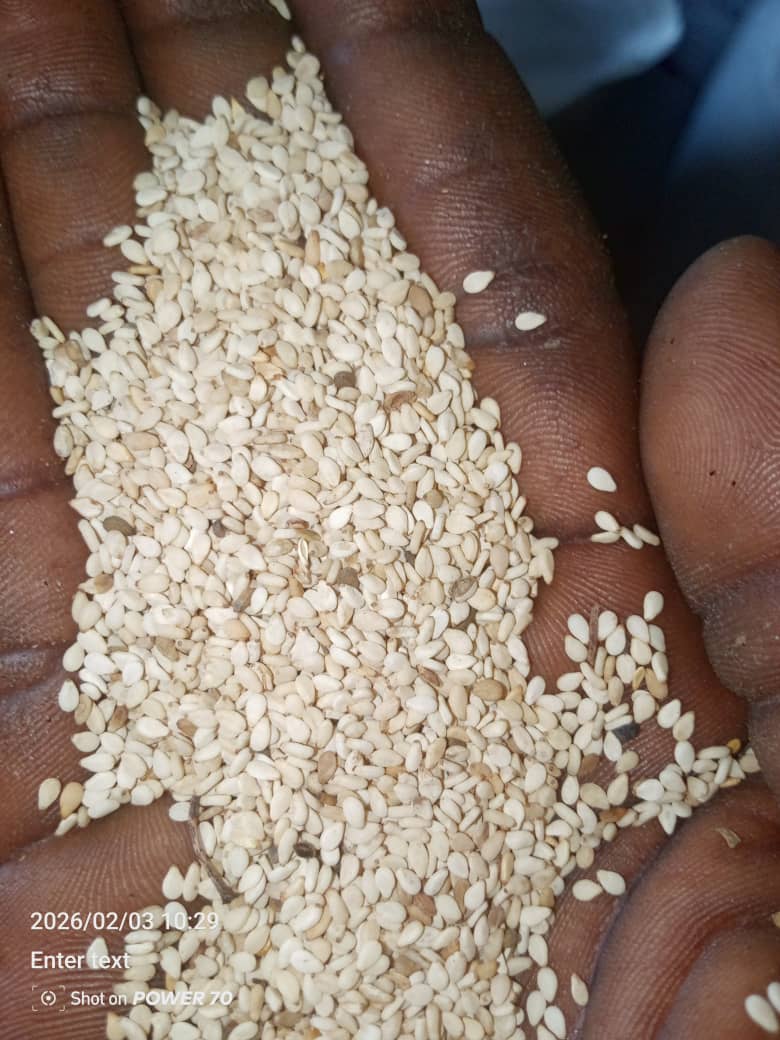 SESAME SEEDS