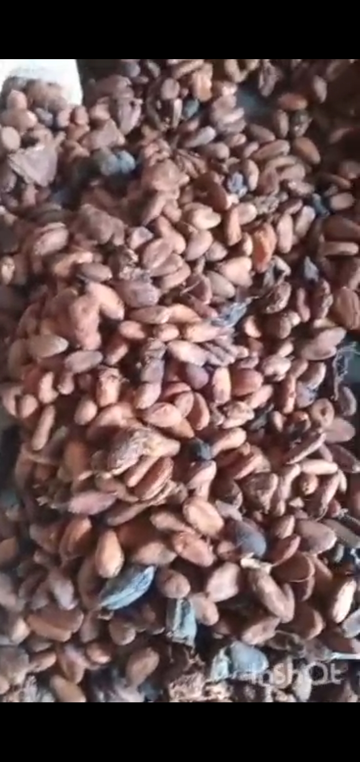 COCOA BEANS