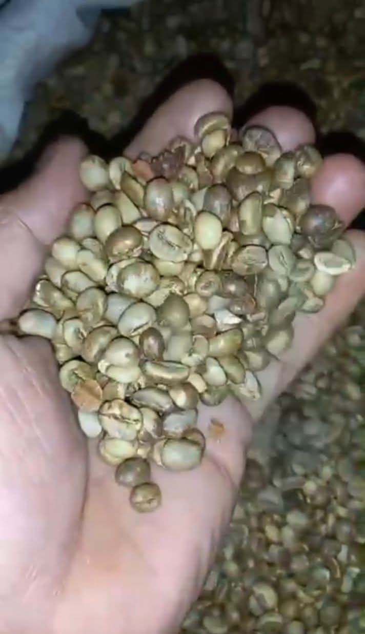 Coffee Robusta Bean