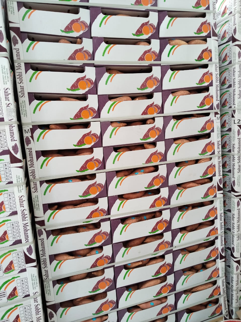 Egyptian Sweet Potato – Premium Quality Fresh