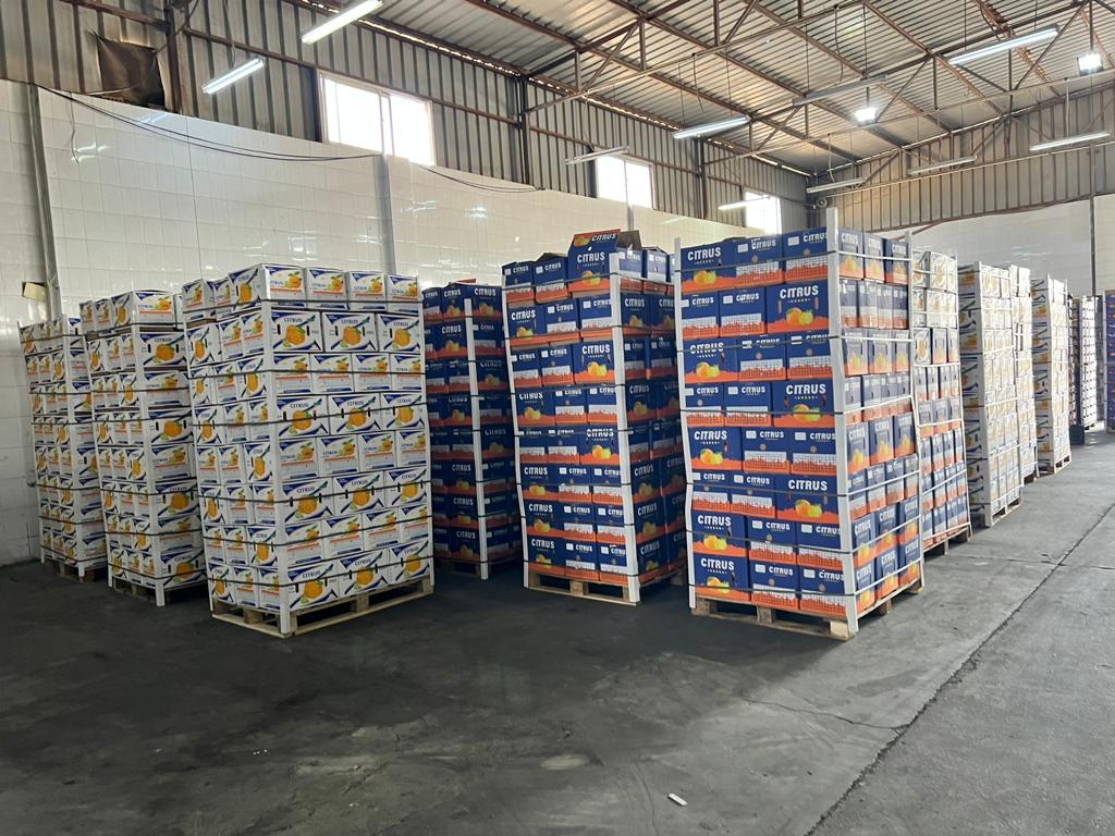 Egyptian Fresh Orange – Premium Quality