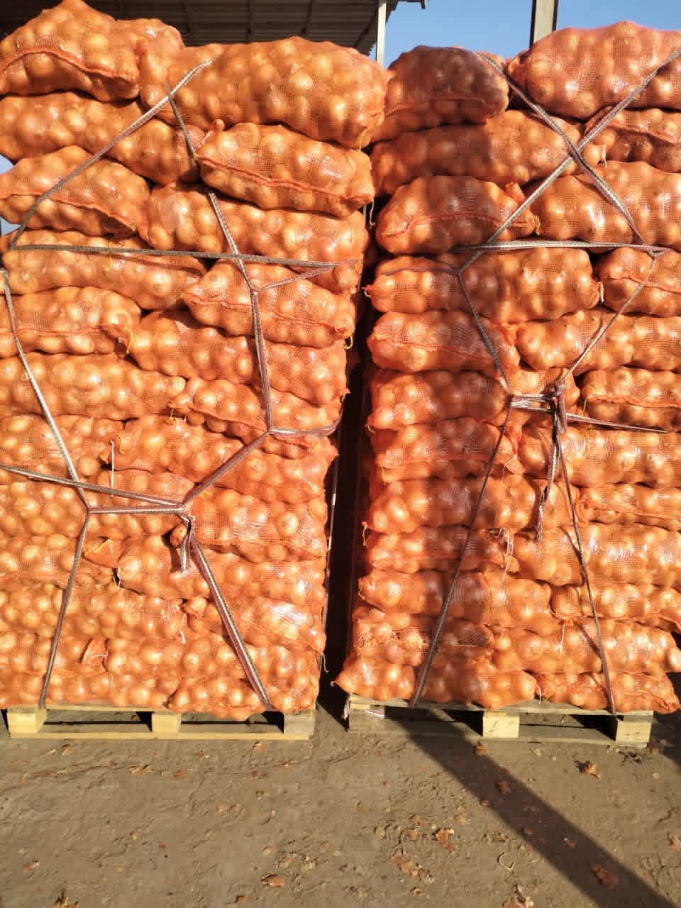 Egyptian Fresh Onion – Premium Quality