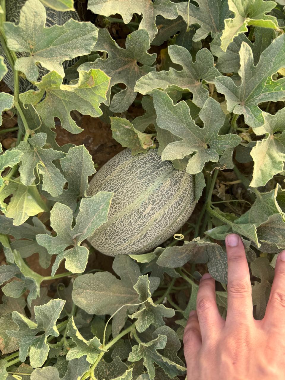 Cantaloupe