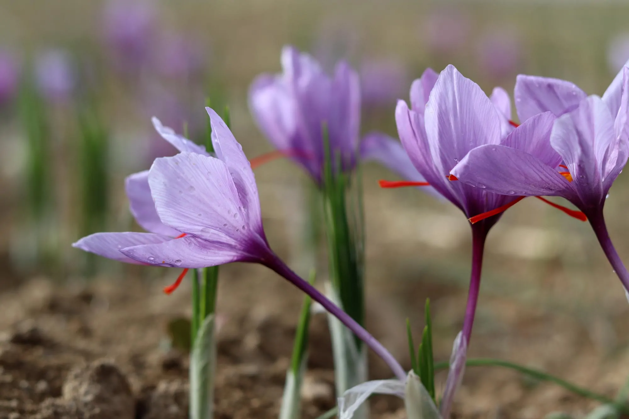 pure Saffron