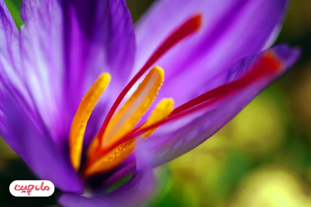 Premium Iranian Saffron