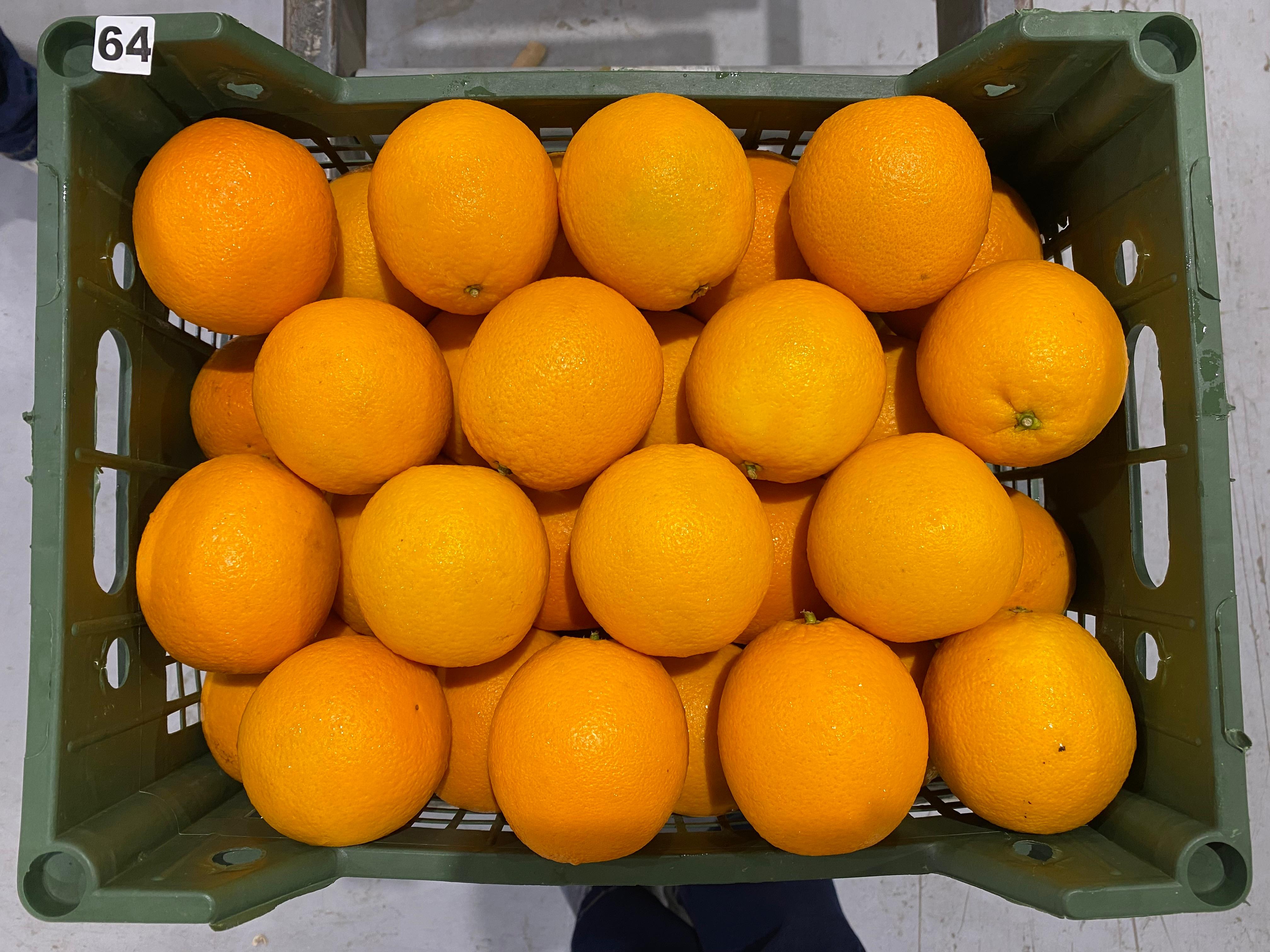 Egyptian Valencia Oranges