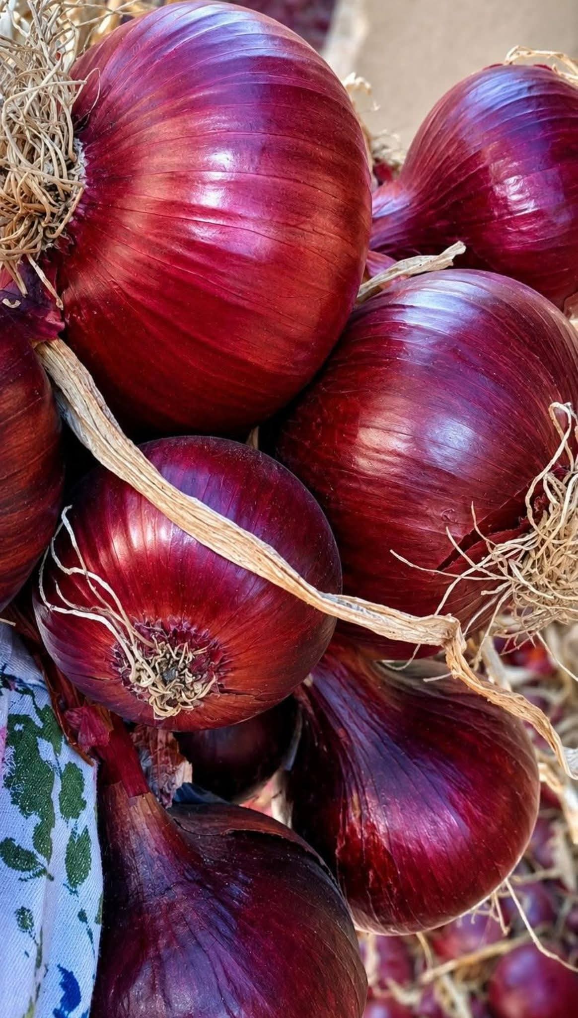Fresh Export Quality Red Onion