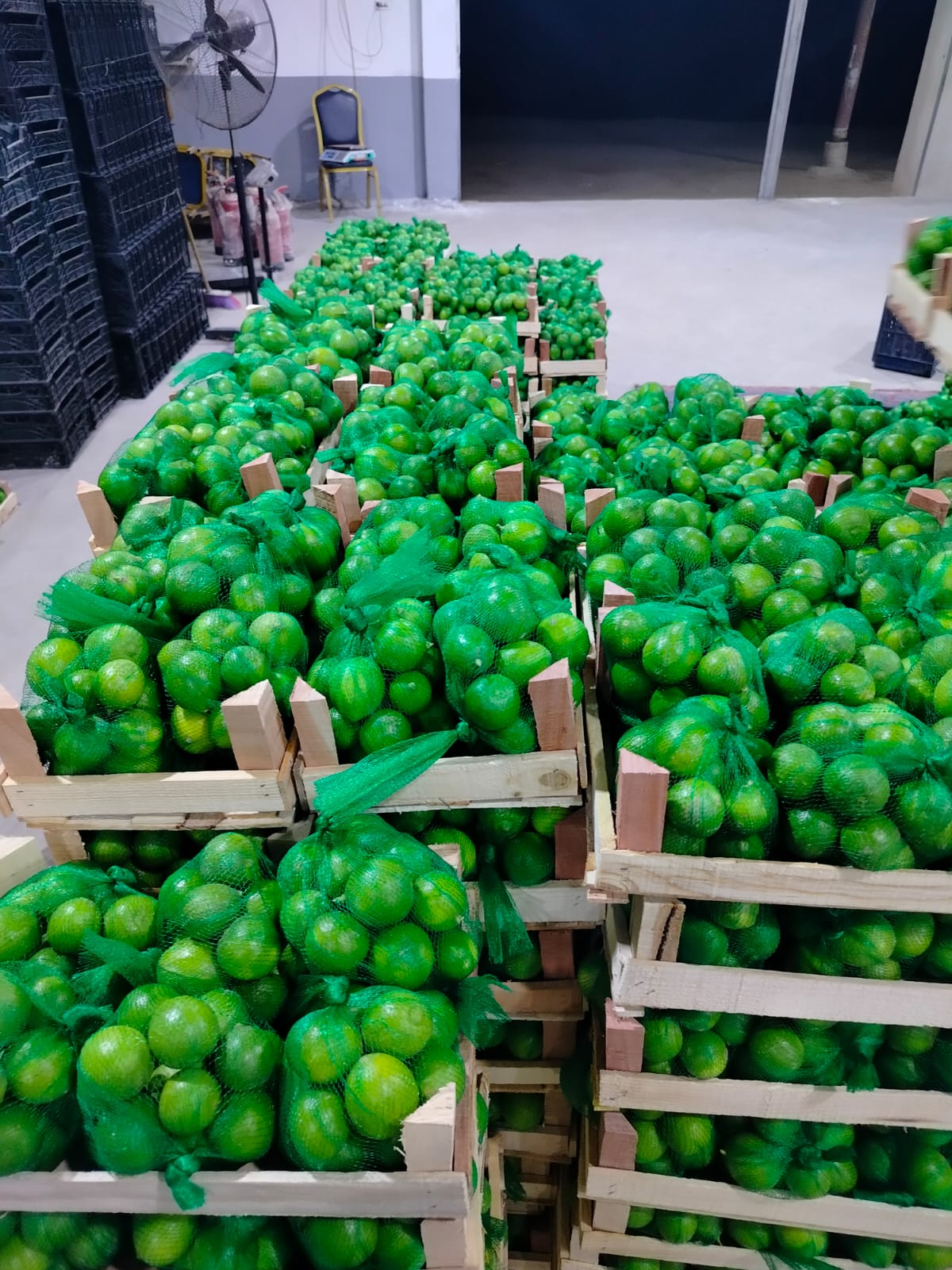 Fresh Export Quality Green Lime