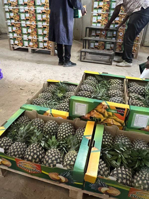 Fresh MD2 Pineapples – Export Grade
