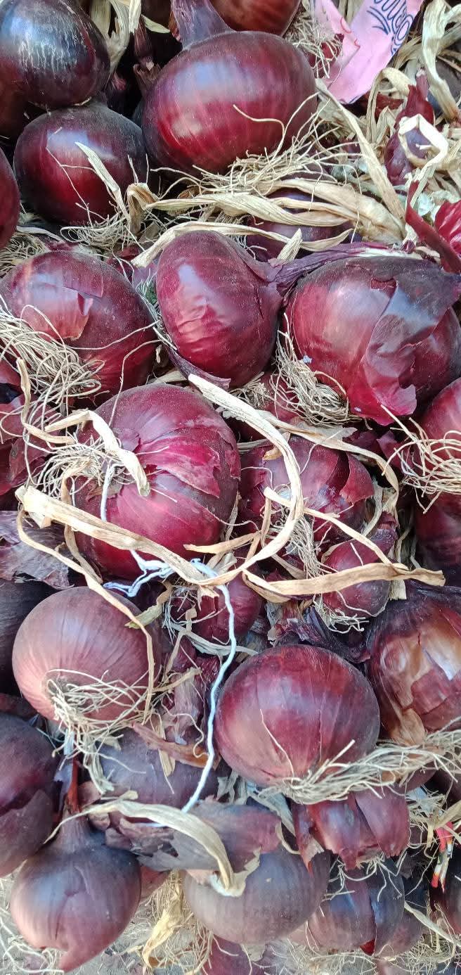 Onion