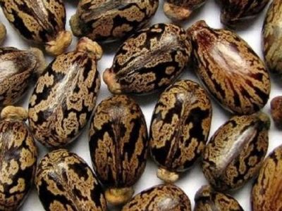 Premium Castor Seeds for Industrial Processing