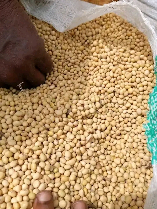 Premium Grade Non-GMO/GMO Soybeans