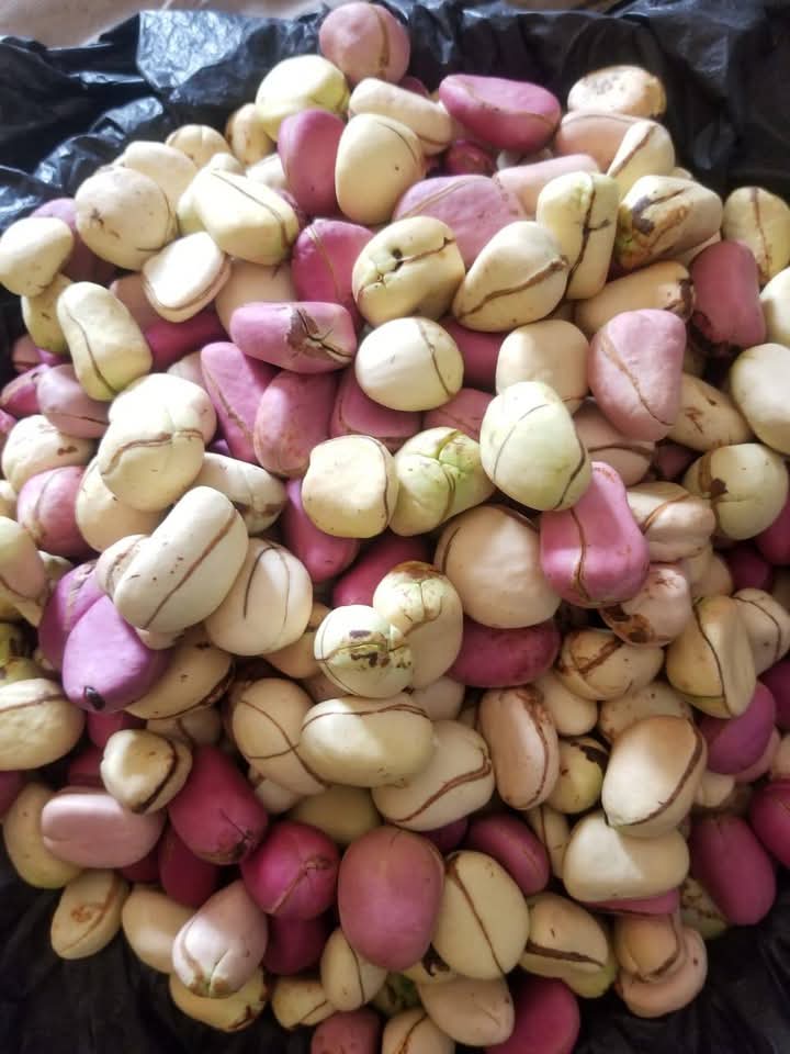 Nigerian Fresh and Dried Kolanuts