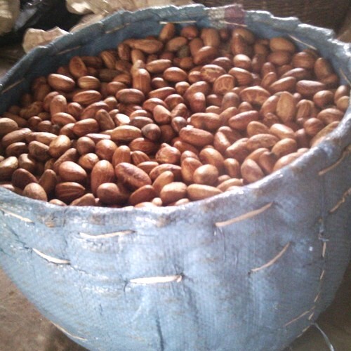 Bitter kola (fresh and dried)