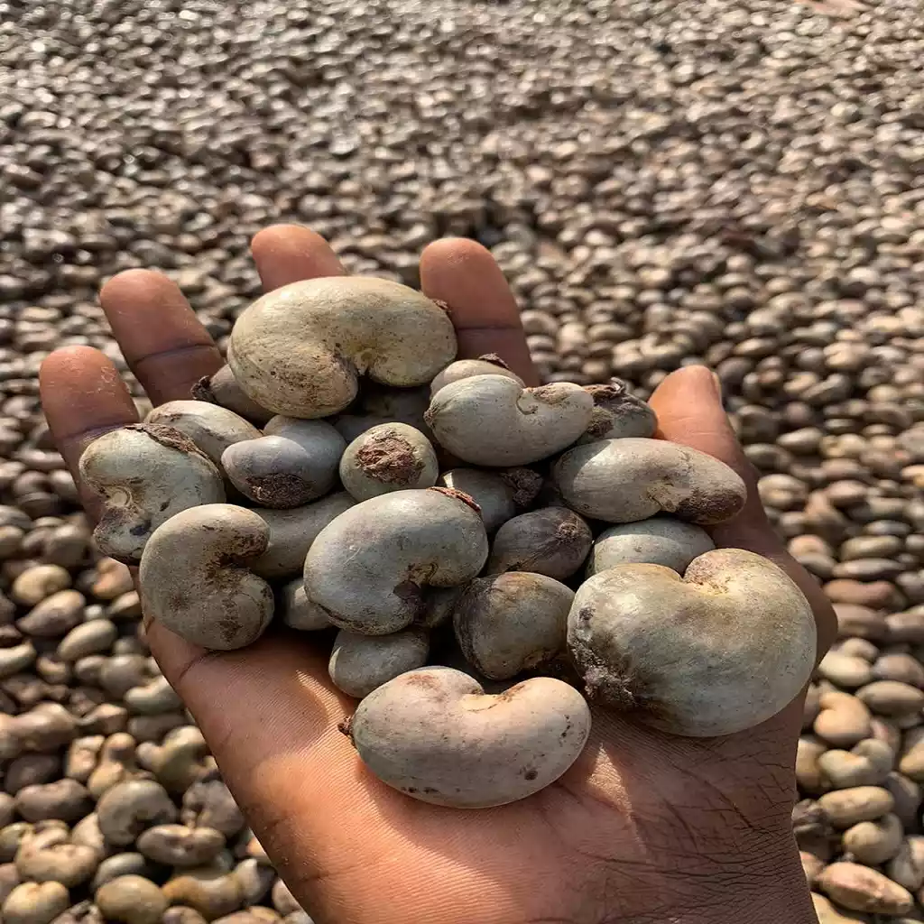 Premium Export Cashew Nut Kernels