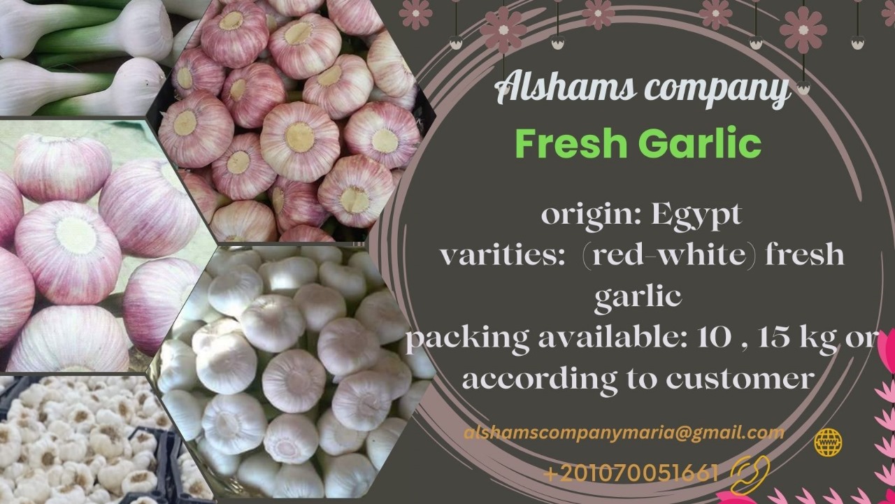Fresh Garlic