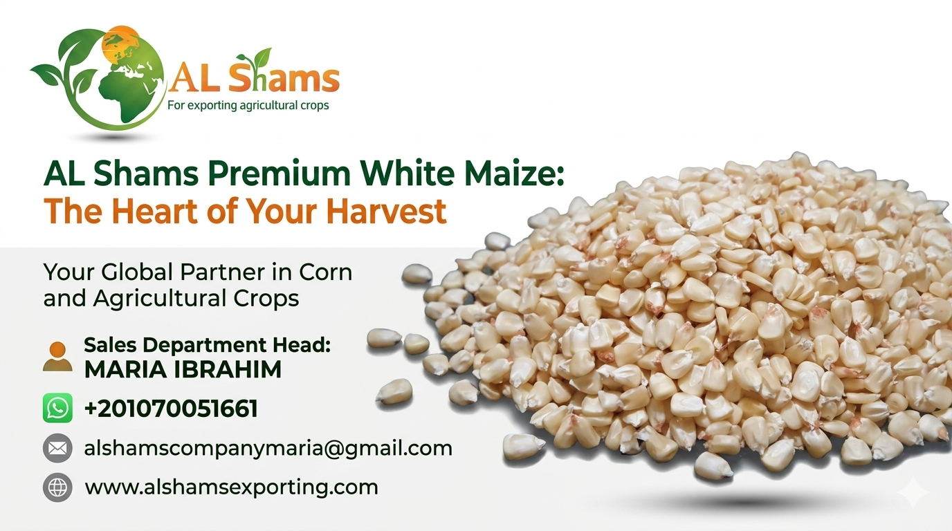 White Corn