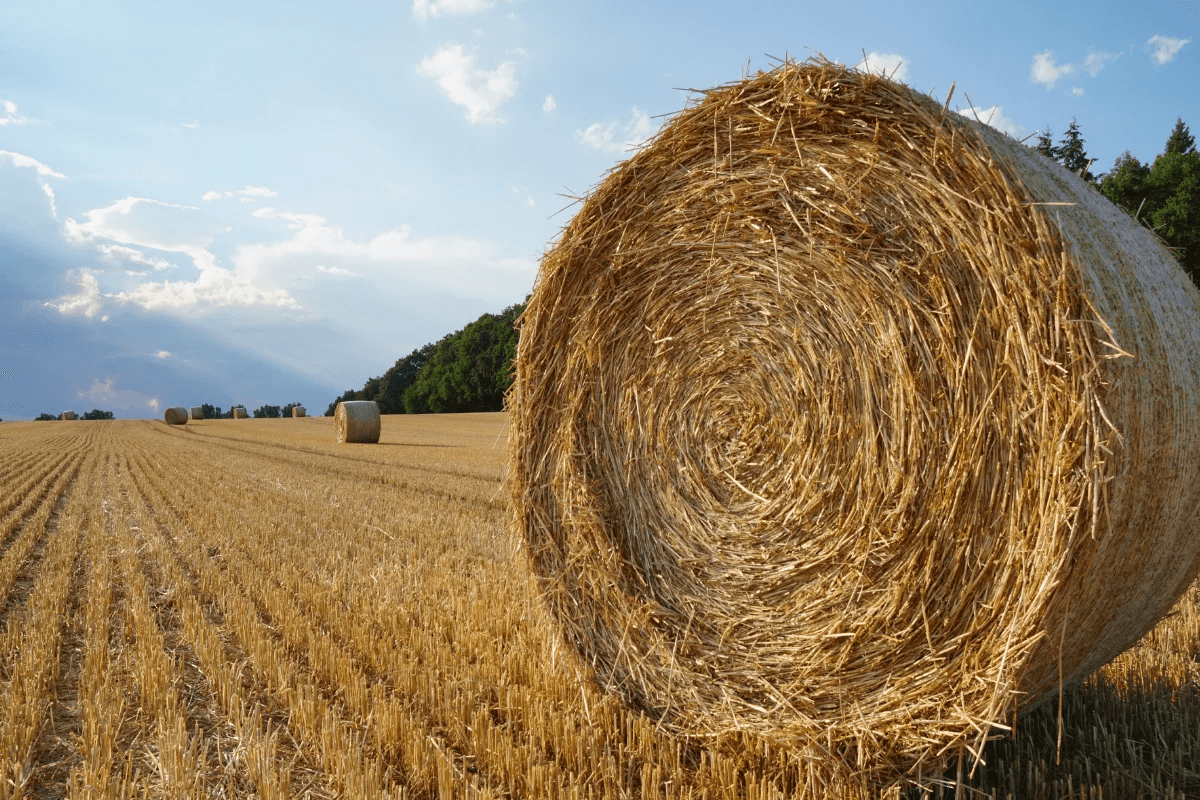 Animal Feed & Forage / Rhodes Grass Hay