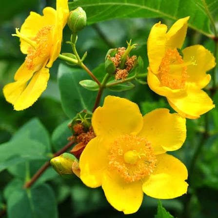 Fresh Flowers